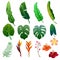 Tropical summer foliage nature clipart object set