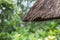 Tropical summer rain falling big rain drops falling down on straw roof in garden. Island Bali, Ubud, Indonesia