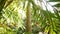 Tropical sunny jungle forest exotic amazon rainforest. Frond leaves of palm tree