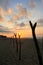 Tropical Sunrise over Fishing Net Drying Posts on Pacific Ocean