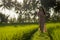 Tropical sunset bliss. Young beautiful and attractive Asian Korean woman in elegant dress walking on green rice field enjoying