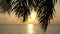 Tropical sunset with palm tree.