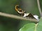 Tropical swallowtail caterpillar