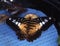 tropical swallowtail moth