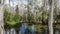 Tropical swamp plants and forest in Everglades, Florida