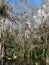 Tropical swamp plants and forest in Everglades, Florida