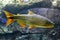 Tropical sweet water fish Brazilian Dorado, known also as Golden