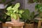 Tropical `Syngonium Podophyllum Arrow` houseplant in basket pot on wooden coffee table