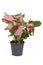 Tropical `Syngonium Podophyllum Neon Robusta` houseplant with pink and green arrow shaped leaves in flower pot