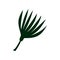 Tropical Talipot Palm Leaf, Botanical Design Element Vector Illustration