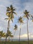 Tropical tall palm trees at sunset by the caribbean sea and sky with clouds. Silhouettes of palm trees in the West Indies. Coconut