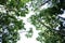 Tropical tall trees top view with white sky for green foliage backdrop