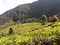 Tropical tea plantation in Bogor, Indonesia