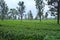 Tropical tea plantation in Subang, Indonesia