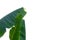 Tropical tearing banana leaves with branches on white isolated background