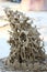 Tropical termite nest in the nature, termite mound in nature