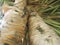 Tropical texture of the bark of the palm. Fibrous foreground of palm tree trunk surface. Extraordinary natural background