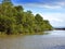 Tropical thickets mangrove forest on the Black river. Jamaica.