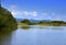 Tropical thickets mangrove forest on the Black river. Jamaica.