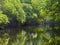 Tropical thickets mangrove forest.Landscape