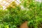 Tropical thickets of plants in a humid greenhouse