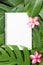Tropical top view summer botanical concept still life notebook monstera flower flatly layout