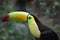 Tropical toucan in Belize jungle