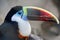 Tropical toucan bird against gray blured background