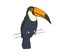 Tropical toucan. Exotic jungle bird with big beak sitting on branch. Realistic drawing of South American feathered tucan