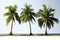 Tropical tranquility Coconut trees isolated on a serene white backdrop
