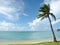 Tropical Tranquility Palm Tree on the Beach