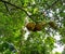 Tropical Treasure: A View from Beneath the Jackfruit Tree in Full Fruit