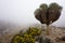 Tropical tree and flowers covered with fog on the way to Mount Kilimanjaro in Tanzania (Africa)