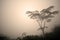 Tropical tree in the fog, silhouette of a tree and shrubs in a humid environment, in the background the shining sun