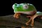 tropical tree frog jungle green amphibian big eyes