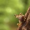 Tropical tree frog Peru Amazon rain forest