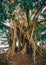 Tropical tree on the island Koh Rong Samloem