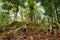 Tropical tree in the jungle of Costa Rica