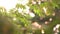 Tropical tree leaves with branch on summer day