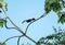 Tropical tree in the rainforest with a Toucan hopping in its branches.