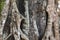 Tropical tree trunk with aerial roots. Tree texture photo. Natural wooden ornament. Rustic wooden roots closeup.