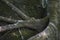 Tropical tree trunk and roots around stone. Aerial roots of banyan tree climb on stone.