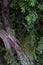 Tropical tree twined liana, huge ficus