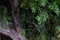 Tropical tree twined liana, huge ficus