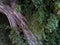 Tropical tree twined liana, huge ficus, night