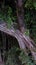 Tropical tree twined liana, huge ficus, night