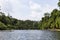 Tropical trees along a river