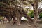 tropical trees on the beach with gnarly roots on the island of La RÃ©union, France