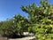 tropical trees on the beach of an island