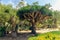 Tropical Trees and Cacti, Botanical Garden, California